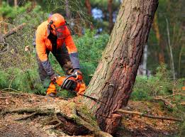 Best Arborist Consultation Services  in Madison, FL